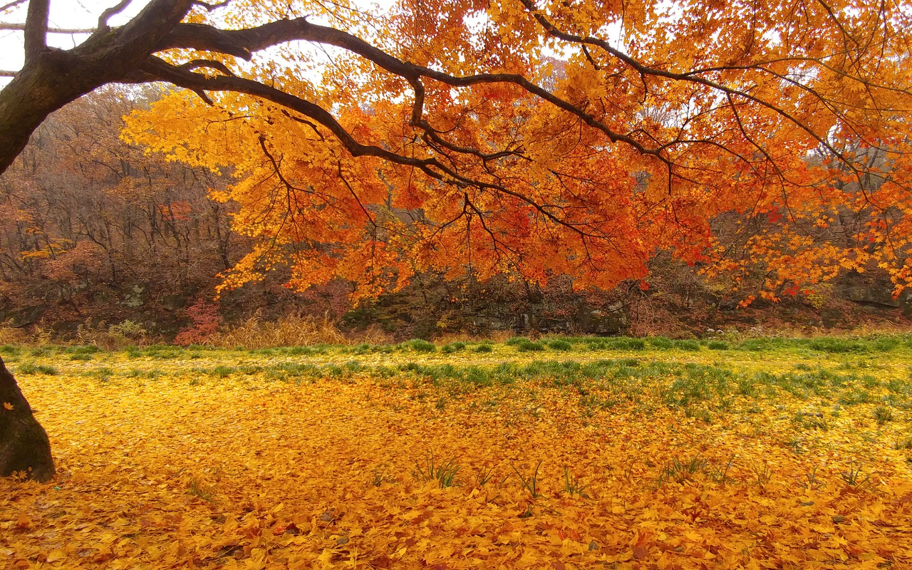 Free Chrome Theme Autumn: Download Now for Your Browser